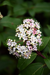 Compact Laurustinus (Viburnum tinus 'Compactum') at Lakeshore Garden Centres
