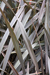 Platt's Black New Zealand Flax (Phormium 'Platt's Black') at Lakeshore Garden Centres