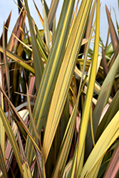 Misty Cream New Zealand Flax (Phormium 'Misty Cream') at Lakeshore Garden Centres