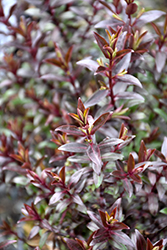 Dwarf Purple Hebe (Hebe anomala 'Purpurea Nana') at Lakeshore Garden Centres