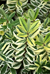 Variegated Hebe (Hebe x franciscana 'Variegata') at Lakeshore Garden Centres