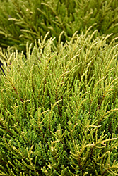 James Stirling Hebe (Hebe ochracea 'James Stirling') at Lakeshore Garden Centres