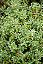 Pagei Hebe (Hebe pinguifolia 'Pagei') at Lakeshore Garden Centres