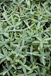 Blue Star Hebe (Hebe 'Vergeerl') at Lakeshore Garden Centres