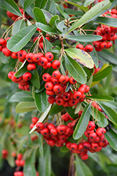 Graber's Pyracantha (Pyracantha fortuneana 'Graberi') at Lakeshore Garden Centres