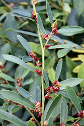 Isu Tree (Distylium myricoides) at Lakeshore Garden Centres
