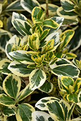 Chollipo Euonymus (Euonymus japonicus 'Chollipo') at Lakeshore Garden Centres