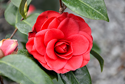 Tom Knudsen Camellia (Camellia japonica 'Tom Knudsen') at Lakeshore Garden Centres