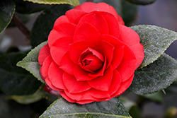 Nuccio's Bella Rossa Camellia (Camellia japonica 'Nuccio's Bella Rossa') at Lakeshore Garden Centres
