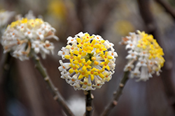 Gold Rush Oriental Paper Bush (Edgeworthia chrysantha 'Gold Rush') at Lakeshore Garden Centres