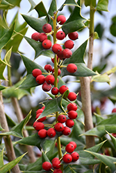 Dazzler Chinese Holly (Ilex cornuta 'Dazzler') at Lakeshore Garden Centres