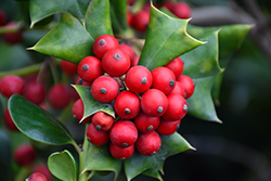 Dazzler Chinese Holly (Ilex cornuta 'Dazzler') at Lakeshore Garden Centres