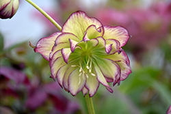 Winter Jewels Rose Quartz Hellebore (Helleborus 'Rose Quartz') at Lakeshore Garden Centres
