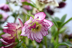 Peppermint Ice Hellebore (Helleborus 'Peppermint Ice') at Green Thumb Garden Centre