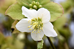 Josef Lemper Hellebore (Helleborus niger 'Josef Lemper') at Lakeshore Garden Centres