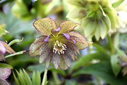 Winter Jewels Jade Tiger Hellebore (Helleborus 'Jade Tiger') at Lakeshore Garden Centres