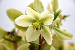 Honeyhill Joy Hellebore (Helleborus 'Honeyhill Joy') at Lakeshore Garden Centres