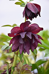 Harlequin Gem Hellebore (Helleborus 'Harlequin Gem') at Lakeshore Garden Centres