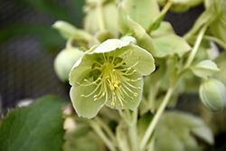 Green Corsican Hellebore (Helleborus 'Green Corsican') at Lakeshore Garden Centres