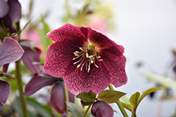 Blue Lady Hellebore (Helleborus 'Blue Lady') at Lakeshore Garden Centres