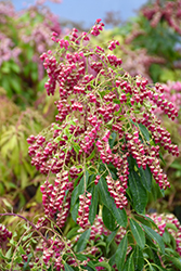 Valley Valentine Japanese Pieris (Pieris japonica 'Valley Valentine') at Lakeshore Garden Centres