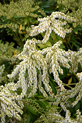 Temple Bells Japanese Pieris (Pieris japonica 'Temple Bells') at Lakeshore Garden Centres