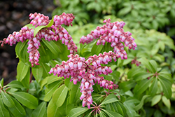 Shojo Japanese Pieris (Pieris japonica 'Shojo') at Lakeshore Garden Centres