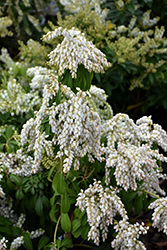 Sarabande Japanese Pieris (Pieris japonica 'Sarabande') at Lakeshore Garden Centres