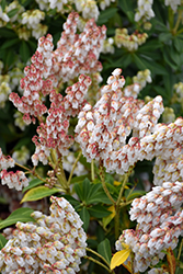 Cupido Japanese Pieris (Pieris japonica 'Cupido') at Lakeshore Garden Centres