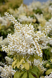 White Pearl Japanese Pieris (Pieris japonica 'White Pearl') at Lakeshore Garden Centres