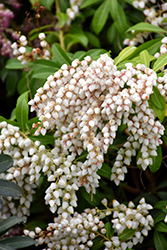 Purity Japanese Pieris (Pieris japonica 'Purity') at Lakeshore Garden Centres