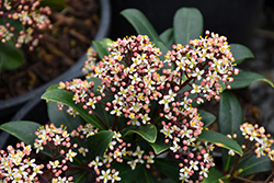 Rubella Japanese Skimmia (Skimmia japonica 'Rubella') at Lakeshore Garden Centres