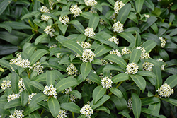 Reeves Skimmia (Skimmia reevesiana) at Lakeshore Garden Centres