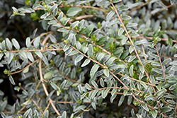 Silver Beauty Box Honeysuckle (Lonicera nitida 'Silver Beauty') at Lakeshore Garden Centres