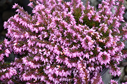 Pirbright Rose Heath (Erica carnea 'Pirbright Rose') at Lakeshore Garden Centres