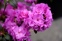 April Rose Rhododendron (Rhododendron 'April Rose') at Lakeshore Garden Centres