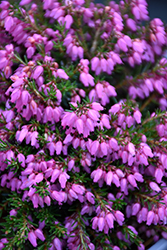 Myretoun Ruby Heath (Erica carnea 'Myretoun Ruby') at Lakeshore Garden Centres