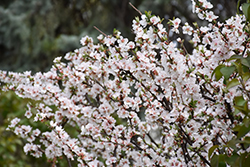 Nanking Cherry (Prunus tomentosa) at Golden Acre Home & Garden