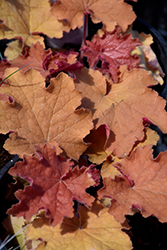 Kassandra Coral Bells (Heuchera 'Kassandra') at Lakeshore Garden Centres