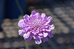 Flutter Rose Pink Pincushion Flower (Scabiosa columbaria 'Balfluttropi') at Lakeshore Garden Centres