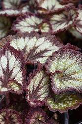 Jurassic Silver Point Begonia (Begonia 'Jurassic Silver Point') at Lakeshore Garden Centres