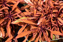 Under the Sea Sea Urchin Copper Coleus (Solenostemon scutellarioides 'Sea Urchin Copper') at Lakeshore Garden Centres