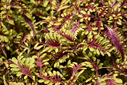 Under The Sea Bone Fish Coleus (Solenostemon scutellarioides 'Bone Fish') at Lakeshore Garden Centres