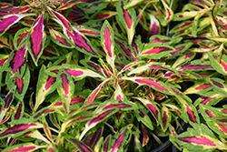 Under the Sea Sea Urchin Neon Coleus (Solenostemon scutellarioides 'Sea Urchin Neon') at Lakeshore Garden Centres