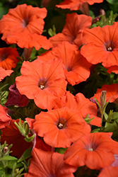 Starlet Orange Petunia (Petunia 'Starlet Orange') at Lakeshore Garden Centres