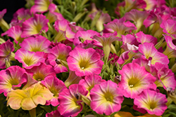 Supertunia Daybreak Charm Petunia (Petunia 'USTUN69002') at Lakeshore Garden Centres