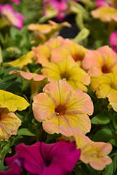 Cascadias Indian Summer Petunia (Petunia 'Cascadias Indian Summer') at Lakeshore Garden Centres