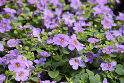MegaCopa Blue Bacopa (Sutera cordata 'Balmecoblu') at Lakeshore Garden Centres