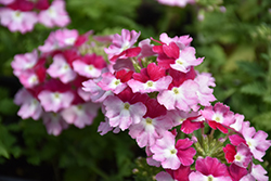 Superbena Sparkling Ruby Verbena (Verbena 'VEAZ0021') at Lakeshore Garden Centres