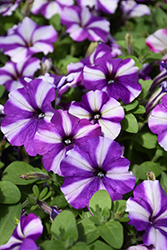 Headliner Blueberry Swirl Petunia (Petunia 'KLEPH16332') at Lakeshore Garden Centres
